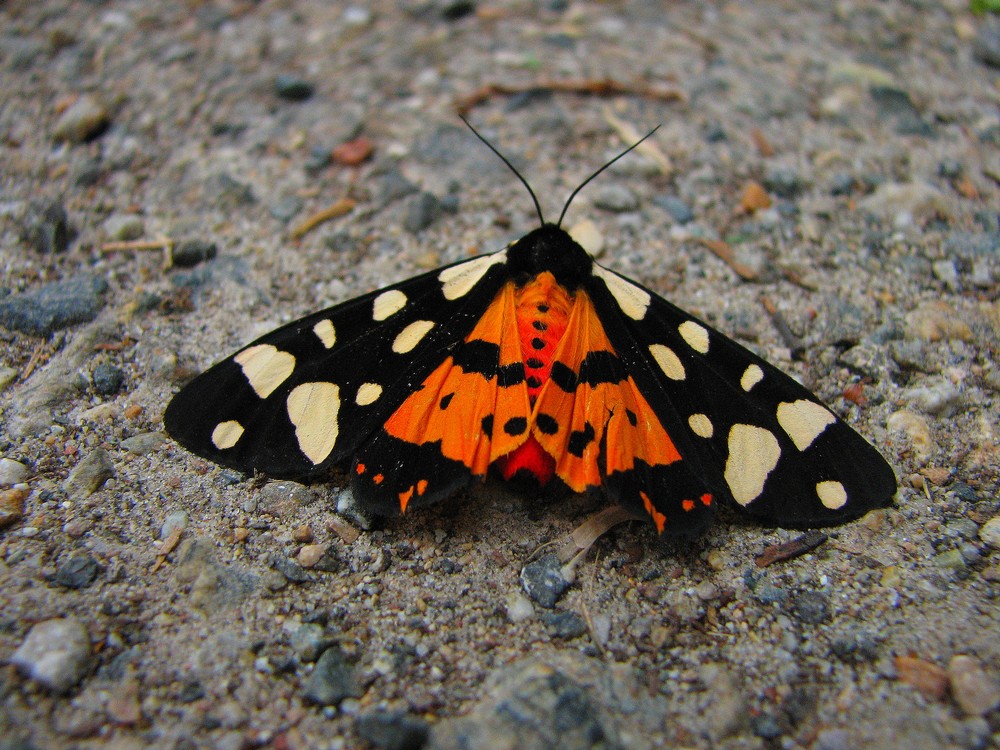 Lepidotteri da identificare nel Parco del Ticino